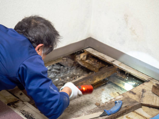 Best Toxic Mold Removal  in Ashland, VA