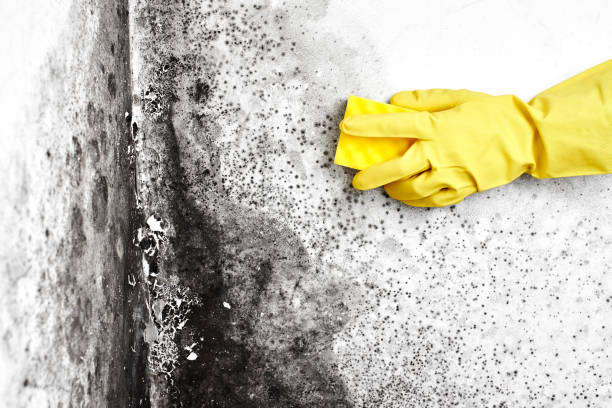 Best Mold Damage Repair  in Ashland, VA
