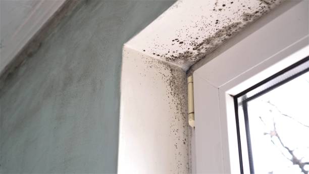 Crawl Space Mold Removal in Ashland, VA