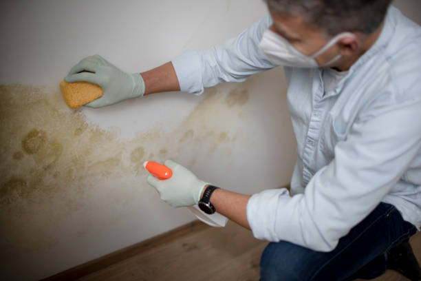 Best Mold Removal Company Near Me  in Ashland, VA