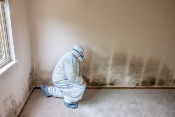 Best Best Mold Removal Companies  in Ashland, VA