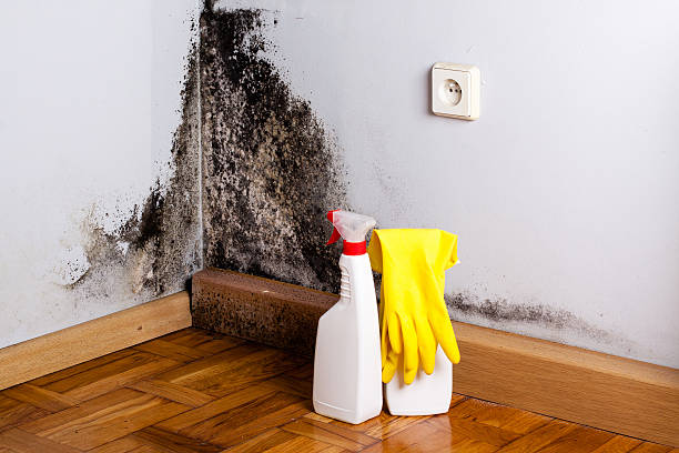 Best Home Mold Removal  in Ashland, VA