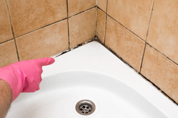 Best Commercial Mold Removal  in Ashland, VA