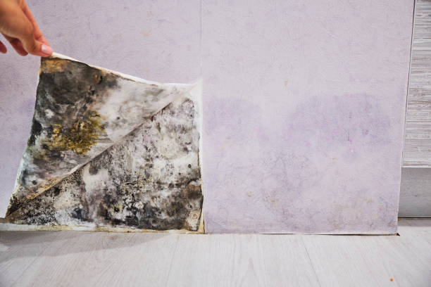 Best Best Mold Removal Companies  in Ashland, VA